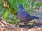 Common wood pigeon goes with a little twig for nest building in his beak