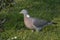 Common Wood Pigeon on the grass Columba palumbus