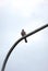 Common wood pigeon on a lamppost