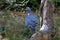 Common wood pigeon looking for food