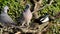 Common Wood Pigeon and Magpie