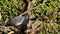 Common Wood Pigeon and Magpie