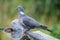 Common Wood Pigeon perching at the waterhole