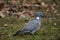 Common Wood Pigeon`s profile an early spring