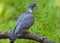 Common wood pigeon sits on curvy old twig with green plants all around