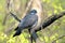 Common wood pigeon on a tree branch, close-up photo