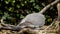 Common wood pigeon, wood pigeon, columba palumbus