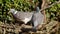 Common Wood Pigeon, Wood Pigeon, Columba palumbus