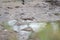 Common Wood sandpiper feasting in a puddle