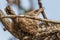 Common Wood Shrike with nest