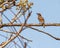 A Common Wood Shrike perching