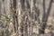 Common Wood Shrike Perching on Thorny Shrub