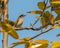 A Common Wood Shrike resting
