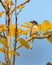 A Common Wood Shrike resting