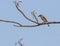 Common Wood shrike on a tree