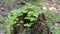 Common wood sorrel grow on mossy rotten pine stump