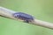 Common Woodlouse, Oniscus asellus