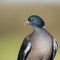 Common Woodpigeon, Woodpigeon, Columba palumbus