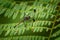 Common Woodskimmer - Uracis imbuta, also known as tropical woodskimmer, dragonfly sitting on the plant with the green bacckground