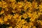 Common Woolly Sunflower - Eriophyllum Lanatum