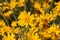 Common Woolly Sunflower - Eriophyllum Lanatum