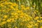 Common woolly sunflower Eriophyllum lanatum blooming in Stebbins Cold Canyon, Napa Valley, California