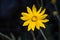 Common woolly sunflower Eriophyllum lanatum wildflower blooming in Siskiyou County, California