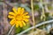 Common woolly sunflower Eriophyllum lanatum wildflower blooming Yosemite National Park, Sierra Nevada mountains, California