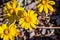 Common woolly sunflower Eriophyllum lanatum wildflowers blooming in Siskiyou County, California