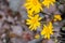 Common woolly sunflower Eriophyllum lanatum wildflowers blooming in Siskiyou County, California