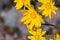 Common woolly sunflower Eriophyllum lanatum wildflowers blooming in Siskiyou County, California