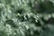 Common wormwood