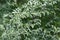 Common wormwood