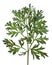 Common Wormwood (Artemisia absinthium)