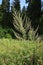 Common wormwood growing on sunny forest glade