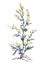 Common Wormwood, watercolor vector wormwood.