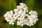 Common yarrow