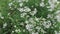 Common yarrow Achillea millefolium