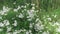 Common yarrow Achillea millefolium