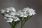 Common yarrow (Achillea millefolium)