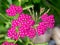 Common yarrow, Achillea millefolium `cerise queen`, wild plant with cerise pink flowers in garden, Netherlands