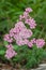 Common yarrow achillea millefolium flowers