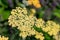 Common yarrow achillea millefolium flowers