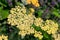 Common yarrow achillea millefolium flowers