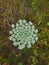 Common yarrow Achillea millefolium medicinal wild herb. White flowers close up top view on green grass floral background,