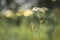 Common yarrow blooming in forest at sunset