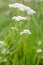 Common yarrow herb flowers