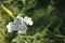 Common yarrow little white flowers on a green blurred floral background with copy space. Close-up of medicinal wild herb