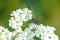 Common yarrow, medicinal herb