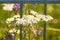 Common yarrow, medicinal herb with bee